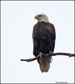 _2SB2392 american bald eagle